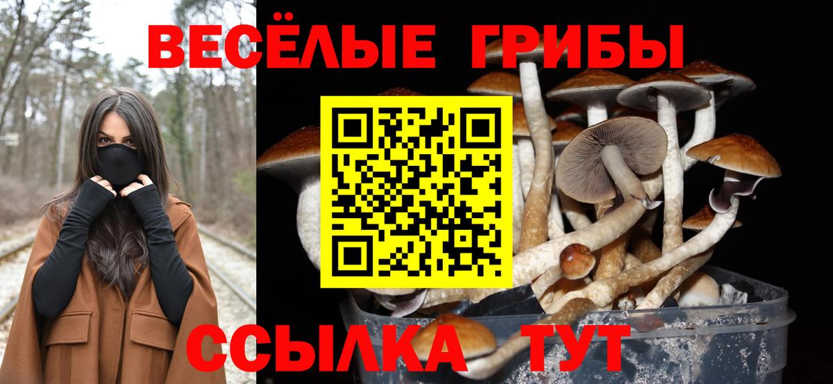 Псилоцибиновые грибы GOLDEN TEACHER  Галлюциногенные грибы Psilocybe  Майкоп  Вход с VPN 